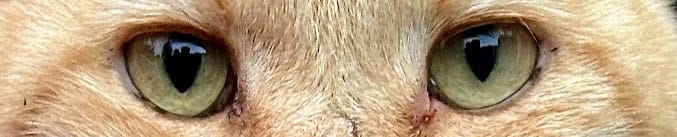 The Loveable Invasive Species